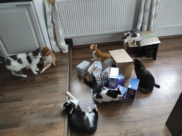 handicapcats 29.12